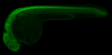 Anti-Gfap antibody used in IHC (Whole mount) (IHC-Wm). GTX128644