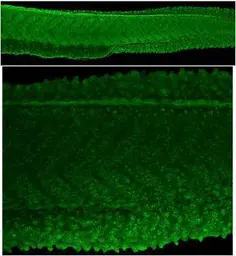 Anti-Pabpc1b antibody used in IHC (Whole mount) (IHC-Wm). GTX128930