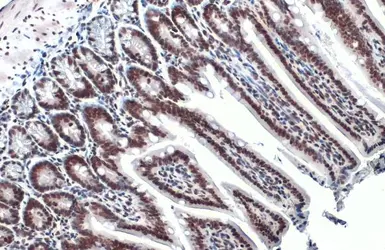 Anti-Histone H3K18ac (Acetyl Lys18) antibody used in IHC (Paraffin sections) (IHC-P). GTX128943