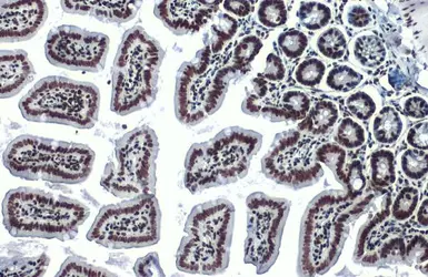 Anti-Histone H3K4me3 (Tri-methyl Lys4) antibody used in IHC (Paraffin sections) (IHC-P). GTX128954
