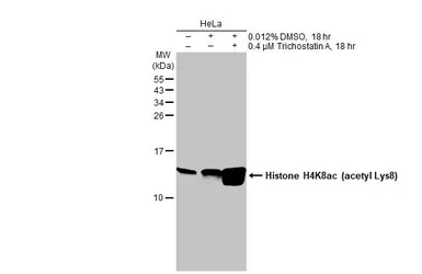 Anti-Histone H4K8ac (acetyl Lys8) antibody used in Western Blot (WB). GTX128957