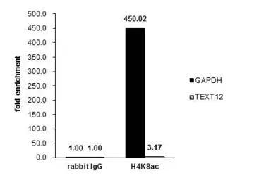 Anti-Histone H4K8ac (acetyl Lys8) antibody used in ChIP assay (ChIP assay). GTX128957