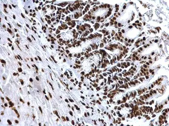 Anti-Histone H4K8ac (acetyl Lys8) antibody used in IHC (Paraffin sections) (IHC-P). GTX128957