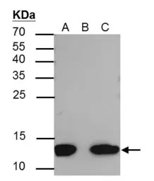 Anti-Histone H4K8ac (acetyl Lys8) antibody used in Immunoprecipitation (IP). GTX128957