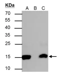 Anti-Histone H2BK20ac (acetyl Lys20) antibody used in Immunoprecipitation (IP). GTX128962