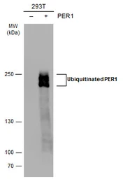 Anti-PER1 antibody used in Western Blot (WB). GTX128966