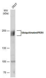 Anti-PER1 antibody used in Western Blot (WB). GTX128966