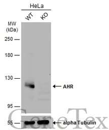 Anti-AHR antibody used in Western Blot (WB). GTX129012
