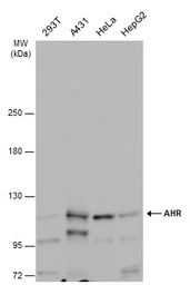 Anti-AHR antibody used in Western Blot (WB). GTX129012