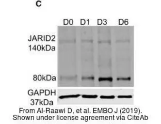 Anti-JARID2 antibody used in Western Blot (WB). GTX129020