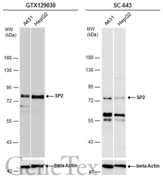 Anti-SP2 antibody used in Western Blot (WB). GTX129030