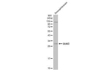 Anti-Uchl3 antibody used in Western Blot (WB). GTX129067