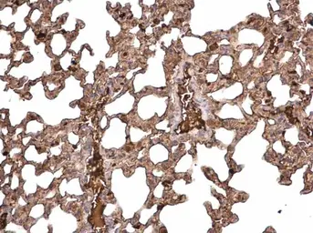 Anti-TGF beta 3 antibody used in IHC (Paraffin sections) (IHC-P). GTX129091
