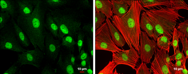 Anti-RUNX1 antibody used in Immunocytochemistry/ Immunofluorescence (ICC/IF). GTX129100