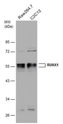 Anti-RUNX1 antibody used in Western Blot (WB). GTX129100