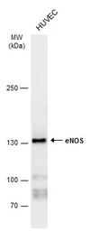 Anti-eNOS antibody used in Western Blot (WB). GTX129113