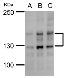 Anti-eNOS antibody used in Western Blot (WB). GTX129113