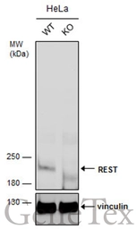 Anti-REST antibody used in Western Blot (WB). GTX129144