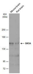 Anti-SIN3A antibody used in Western Blot (WB). GTX129156