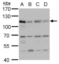 Anti-MCM6 antibody used in Western Blot (WB). GTX129218