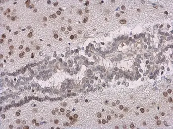Anti-SOX3 antibody used in IHC (Paraffin sections) (IHC-P). GTX129235