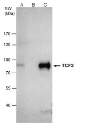Anti-TCF3 / E2A antibody used in Immunoprecipitation (IP). GTX129237
