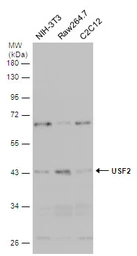 Anti-USF2 antibody used in Western Blot (WB). GTX129239