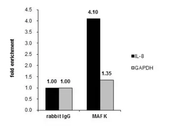 Anti-MAFK antibody used in ChIP assay (ChIP assay). GTX129240
