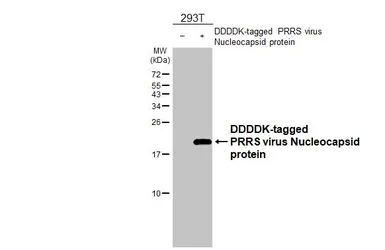 Anti-PRRS virus Nucleocapsid protein antibody used in Western Blot (WB). GTX129270