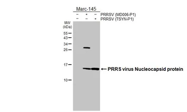 Anti-PRRS virus Nucleocapsid protein antibody used in Western Blot (WB). GTX129270