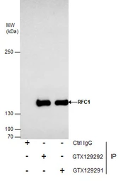 Anti-RFC1 antibody used in Immunoprecipitation (IP). GTX129292