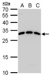 Anti-Spi-C antibody used in Western Blot (WB). GTX129386