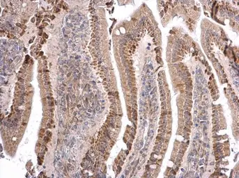 Anti-ATOH7 antibody used in IHC (Paraffin sections) (IHC-P). GTX129391