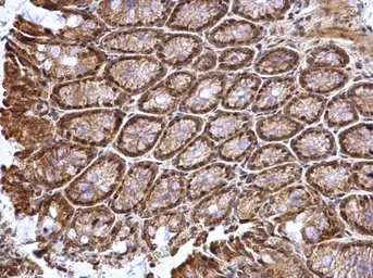 Anti-ATOH7 antibody used in IHC (Paraffin sections) (IHC-P). GTX129391
