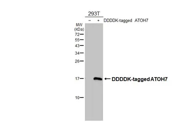 Anti-ATOH7 antibody used in Western Blot (WB). GTX129391