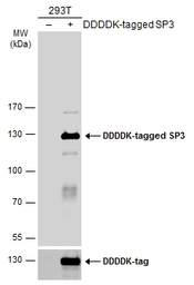 Anti-SP3 antibody used in Western Blot (WB). GTX129426