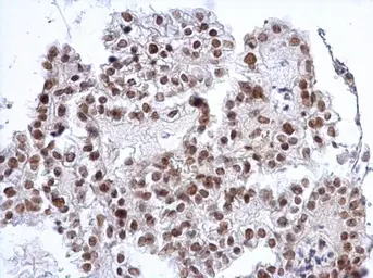 Anti-SP3 antibody used in IHC (Paraffin sections) (IHC-P). GTX129426