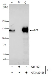Anti-SP3 antibody used in Immunoprecipitation (IP). GTX129426