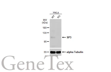 Anti-SP3 antibody used in Western Blot (WB). GTX129426