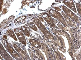Anti-C1D antibody used in IHC (Paraffin sections) (IHC-P). GTX129439