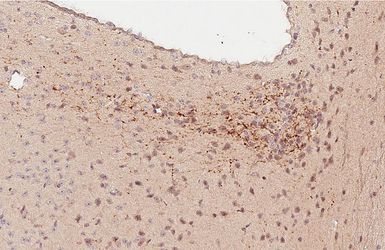 Anti-VIP antibody used in IHC (Paraffin sections) (IHC-P). GTX129461