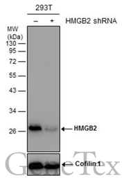 Anti-HMGB2 antibody used in Western Blot (WB). GTX129464