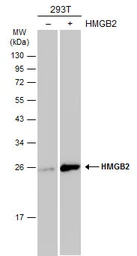 Anti-HMGB2 antibody used in Western Blot (WB). GTX129469