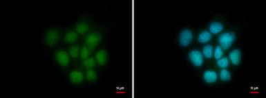 Anti-HMGB2 antibody used in Immunocytochemistry/ Immunofluorescence (ICC/IF). GTX129469