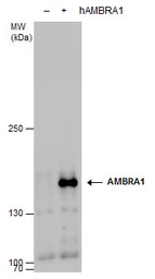 Anti-AMBRA1 antibody used in Western Blot (WB). GTX129487