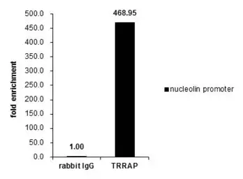 Anti-TRRAP antibody used in ChIP assay (ChIP assay). GTX129505