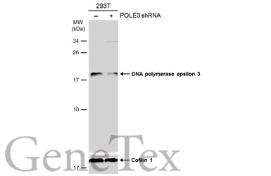 Anti-DNA polymerase epsilon 3 antibody used in Western Blot (WB). GTX129526