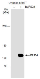 Anti-VPS34 antibody used in Western Blot (WB). GTX129528