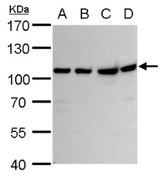 Anti-VPS34 antibody used in Western Blot (WB). GTX129528