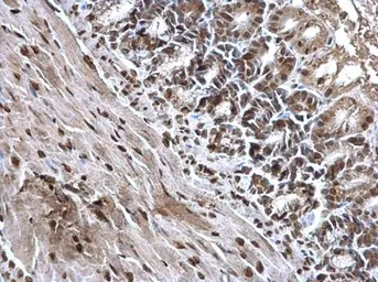 Anti-Histone H3 antibody used in IHC (Paraffin sections) (IHC-P). GTX129546